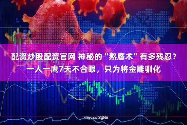 配资炒股配资官网 神秘的“熬鹰术”有多残忍？一人一鹰7天不合眼，只为将金雕驯化